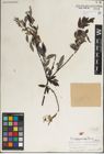 Foto von Salix juparica Goerz ex Rehder & Kobuski